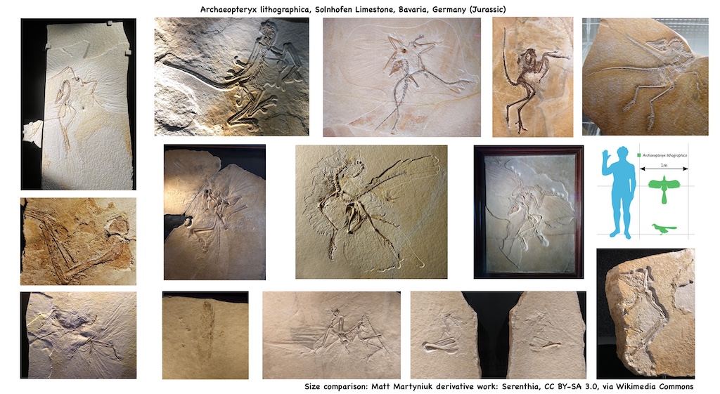 Bisher bekannte Funde des Urvogels