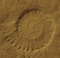 Leitammonit Hybonoticeras hybonotum